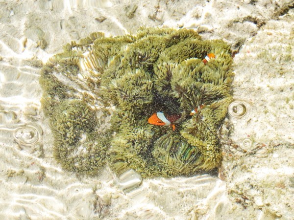 Nemo at Big Lagoon during low tide